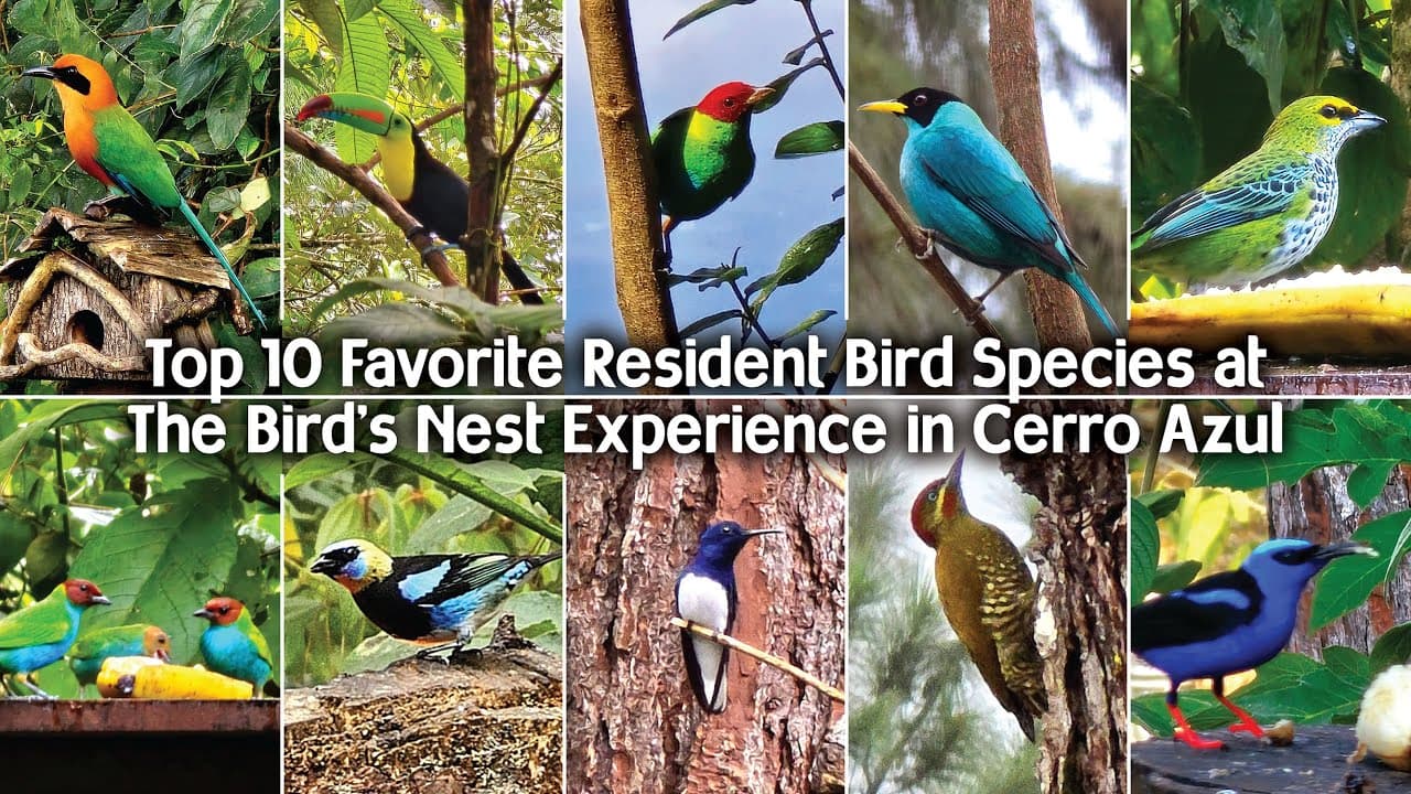 Top 10 Favorite Resident Bird Species at The Bird’s Nest – in Cerro Azul, Panama