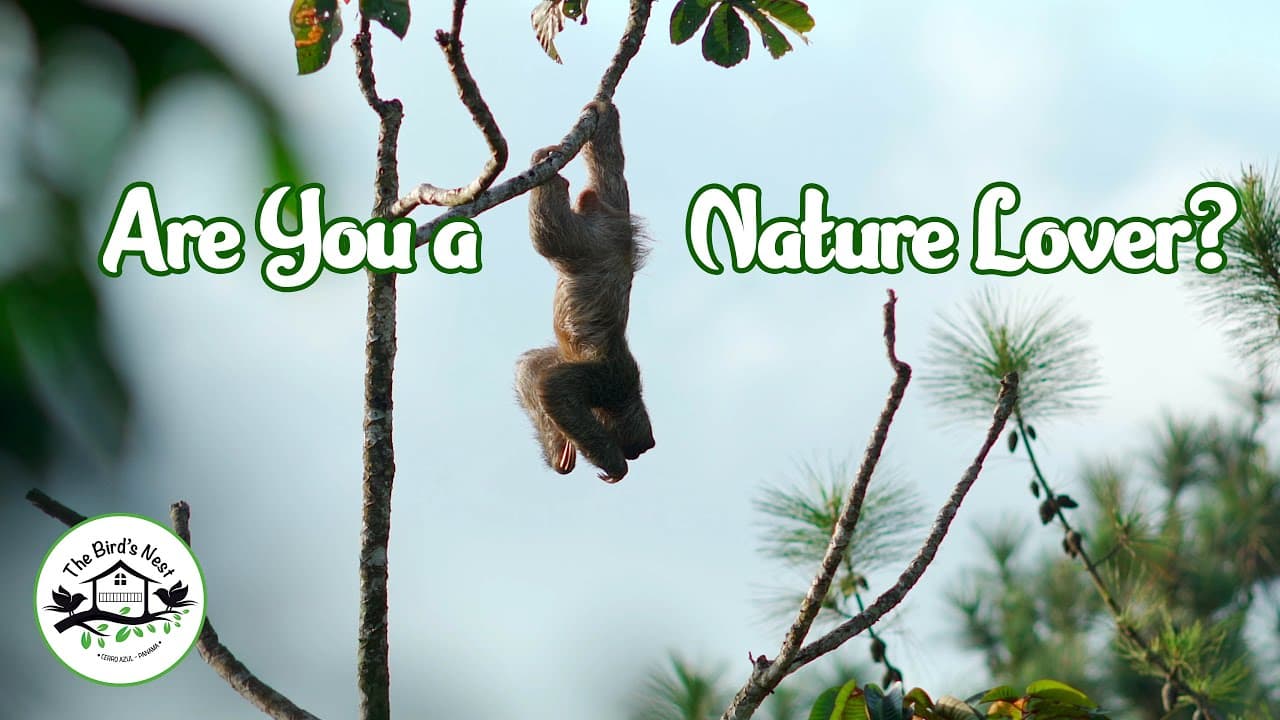 The Bird’s Nest Experience – Cerro Azul – Panama